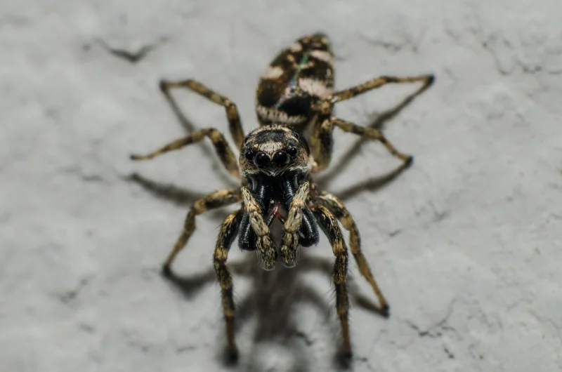 Macro